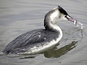 Archivo:Great Crested Grebe (Winter Clothing) (4351708819)