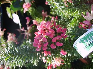 Archivo:Grevillea lanigera mount tamboritha 2