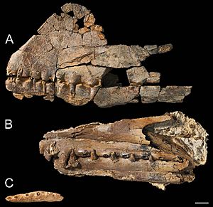 Archivo:Holotypes of Ferrodraco, Mythunga and Aussiedraco