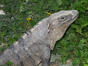 Archivo:Iguana - Quintana Roo - México 1