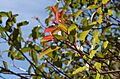 Laurel sumac (32269266224)