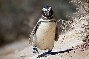 Archivo:Magellanic penguin, Valdes Peninsula, e
