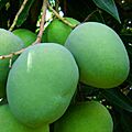 Manga-fruta