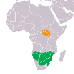 Distribución histórica, naranja: C. s. cottoni, verde: C. s. simum.