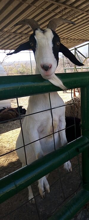 Archivo:MexicoGoat
