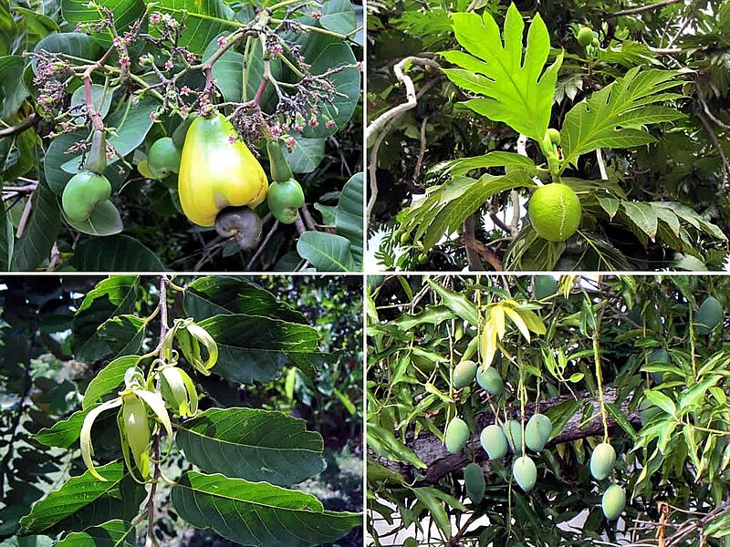 Montserrat Flora
