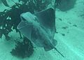 Myliobatis californica pt lobos