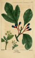 NAS-081 Sassafras albidum