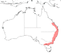 P.poliocephalus