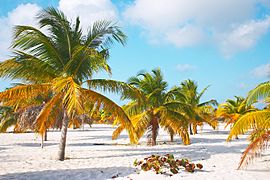 Archivo:Palm trees on the sand of the Sirena beach at Cayo Largo