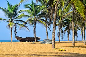 Archivo:Plage au cocotier