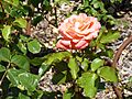 Rosa 'Dorita' José Galán 1976 RPO2