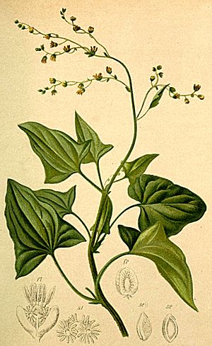 Archivo:Rumex scutatus Atlas Alpenflora