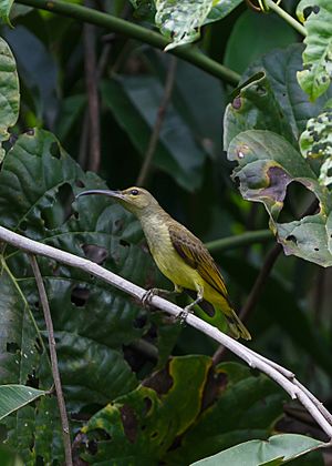 Archivo:Sandakan Sabah Sunbird-in RDC-01