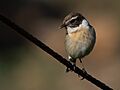 Saxicola dacotiae -Fuerteventura, Canary Islands, Spain-8
