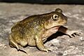 Scaphiopus hurterii