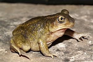 Archivo:Scaphiopus hurterii