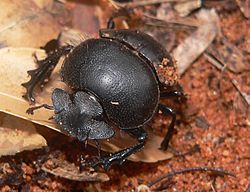 Scarabaeus viettei 01.jpg