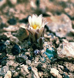 Archivo:Sclerocactus mesae-verdae fh 061 5 NM B