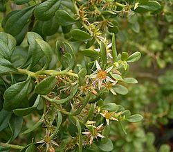 Sedum oxypetalum 03 ies.jpg