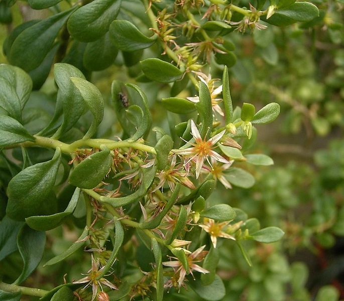 Sedum oxypetalum 03 ies