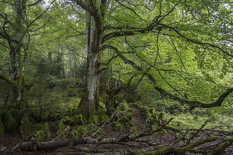 Selva irati2016023