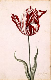Archivo:Semper Augustus Tulip 17th century
