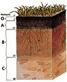 Soil profile
