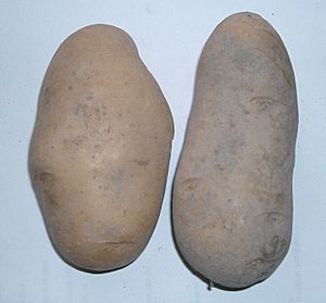 Archivo:Solanum tuberosum 02