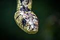 Spilotes pullatus por Luan Alves Chaves 24