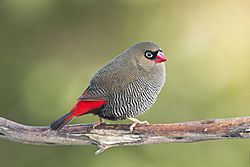 Stagonopleura bella male - Melaleuca.jpg