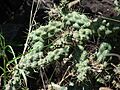 Starr 070402-6305 Cylindropuntia cholla