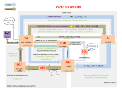 Archivo:Sulfur cycle