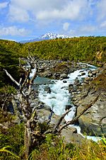 Archivo:Tongariro Mahuia River n