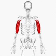 Archivo:Triceps brachii muscle - animation03