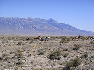 Archivo:TuleHorses