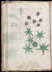 Voynich Manuscript (14)