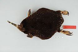 Zaglossus attenboroughi Flannery.jpg