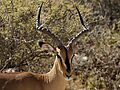 Aepyceros melampus petersi ♂