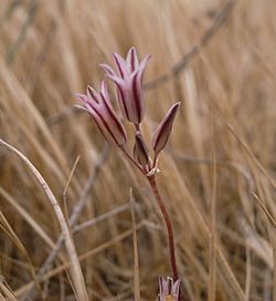 Allium lojaconoi Dingli Cliffs Malta 02.jpg