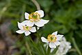 Anemone narcissiflora 15