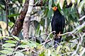 Black Caracara - Chupacacao Negro (Daptrius ater) (14909975447)