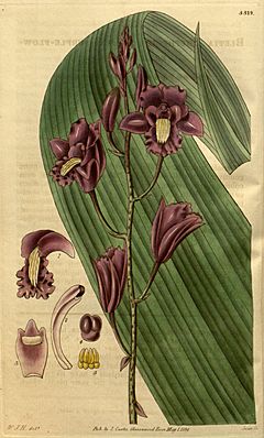 Archivo:Bletia florida (as Bletia shepherdii) - Curtis' 61 (N.S. 8) pl. 3319 (1834)