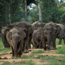 Archivo:Borneo elephants
