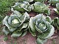 Cabbage fertilized with compost and urine (15470416069)