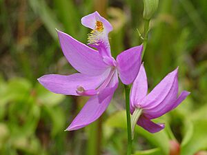 Archivo:Calopogon tuberosus - Flickr 003