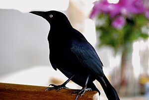 Archivo:CaribeBlackBird