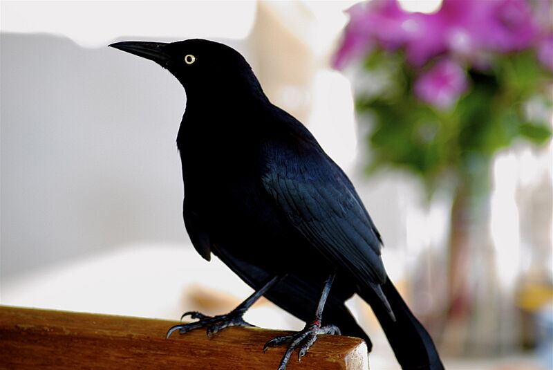 CaribeBlackBird