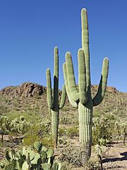 Archivo:Carnegiea gigantea in Saguaro National Park near Tucson, Arizona during November (58)