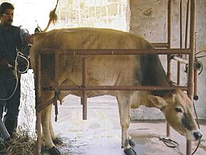 Archivo:CattleET